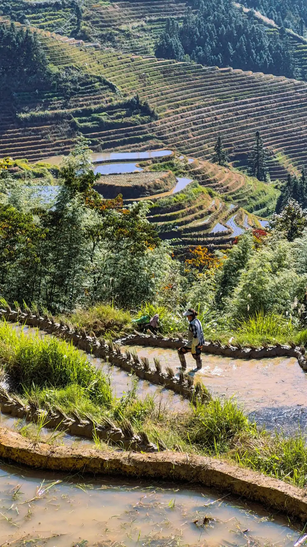 China rice terraces