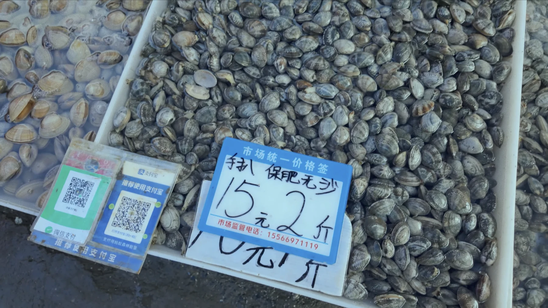Tray of fresh clams at a market with a blue official price card reading 15 yuan for 2 jin