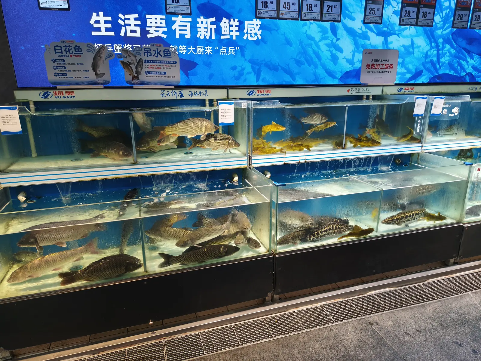 Live fish for sale in a Chinese supermarket